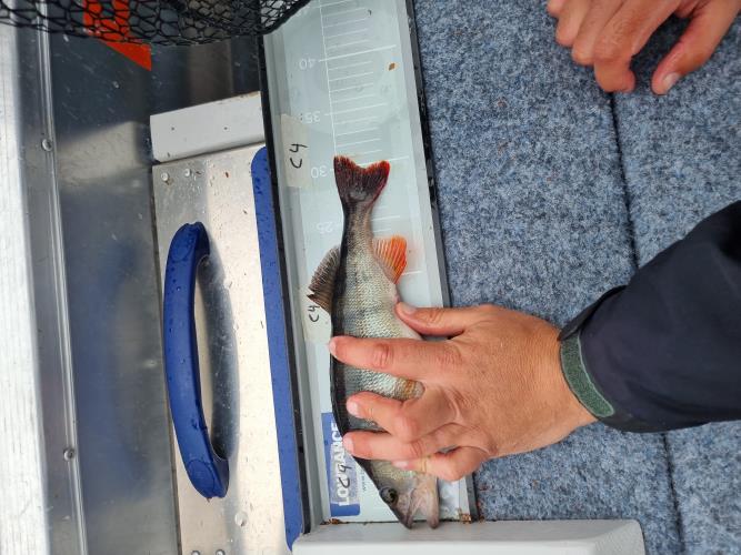 A picture of a Perch, caught by Team Hegge & Fehim at 2023-07-01 12:45:43. The lure was a Lipless Crankbait from Berkley.