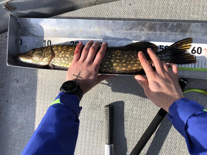 A picture of a Pike, caught by FishingInMax at 2022-05-08 08:56:15. The lure was a Jerkbait from Berkley.