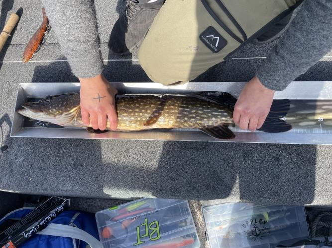 A picture of a Pike, caught by 362 Fishing Team at 2022-05-08 09:10:41. The lure was a Jig (Pike Softbait) from Berkley.