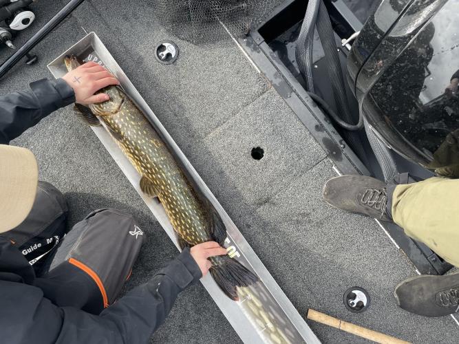 A picture of a Pike, caught by 362 Fishing Team at 2022-05-08 09:13:27. The lure was a Jig (Pike Softbait) from Bandit Lures.