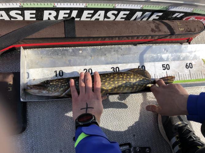 A picture of a Pike, caught by FishingInMax at 2022-05-08 09:13:32. The lure was a Jerkbait from Berkley.