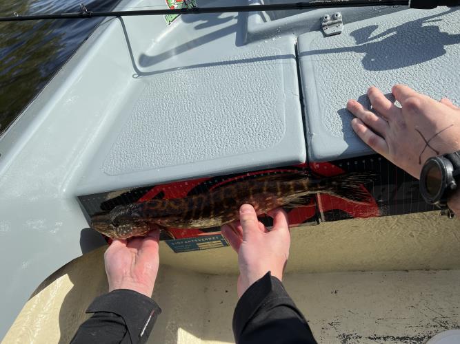 A picture of a Pike, caught by Team Slowly at 2022-05-08 09:23:14. The lure was a Hard Swimbait from Westin Fishing.