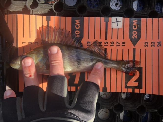 A picture of a Perch, caught by Team 2xH at 2022-05-08 09:31:02. The lure was a Jig (Perch & Zander Softbait) from Abu Garcia.