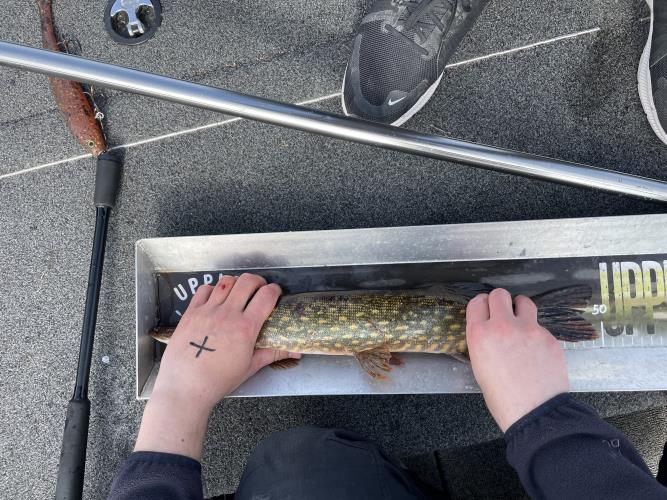 A picture of a Pike, caught by 362 Fishing Team at 2022-05-08 09:44:25. The lure was a Jerkbait from Bandit Lures.