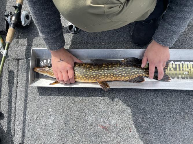 A picture of a Pike, caught by 362 Fishing Team at 2022-05-08 10:14:14. The lure was a Jerkbait from Berkley.