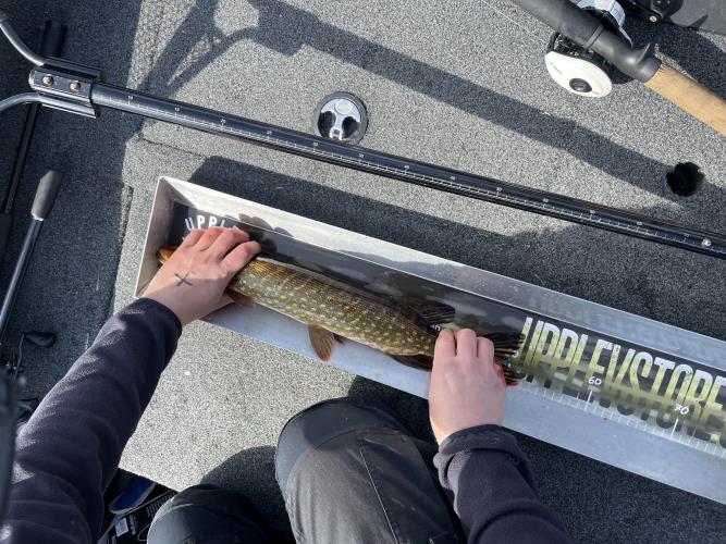 A picture of a Pike, caught by 362 Fishing Team at 2022-05-08 10:31:18. The lure was a Jerkbait from Attraqua.