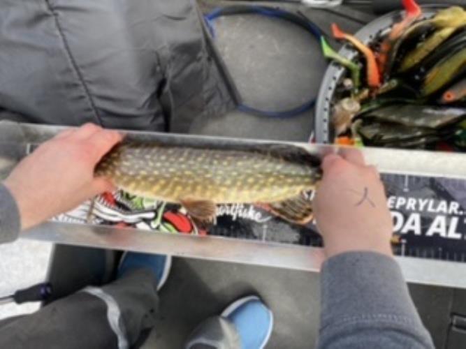 A picture of a Pike, caught by 20 Lake Fishing at 2022-05-08 10:31:48. The lure was a Jig (Pike Softbait) from Daiwa.