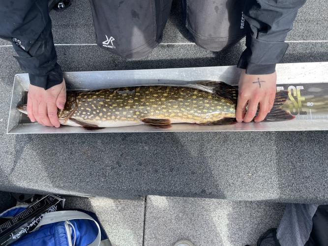 A picture of a Pike, caught by 362 Fishing Team at 2022-05-08 11:18:48. The lure was a Jig (Pike Softbait) from Bandit Lures.