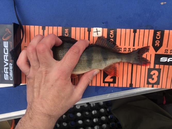 A picture of a Perch, caught by Team 2xH at 2022-05-08 11:53:11. The lure was a Jig (Perch & Zander Softbait) from Abu Garcia.