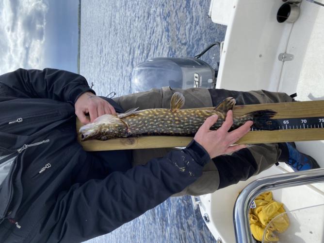 A picture of a Pike, caught by Gskungarna at 2022-05-08 13:40:18. The lure was a Spoon from Rapala.