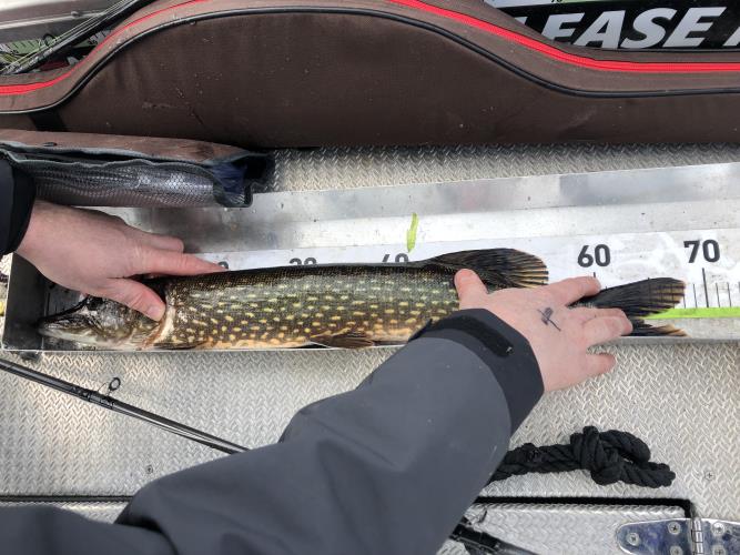 A picture of a Pike, caught by FishingInMax at 2022-05-08 13:47:17. The lure was a Spinnerbait from Abu Garcia.