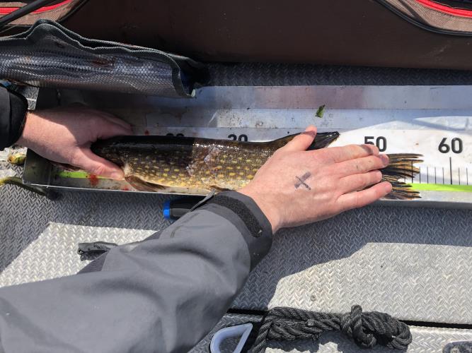 A picture of a Pike, caught by FishingInMax at 2022-05-08 14:09:02. The lure was a Spinnerbait from Abu Garcia.