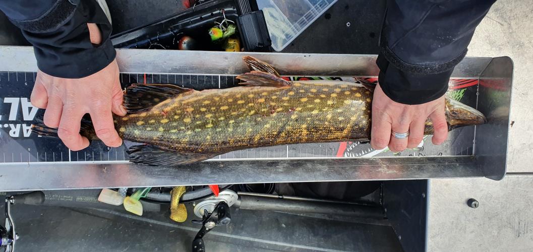 A picture of a Pike, caught by 20 Lake Fishing at 2022-05-08 14:19:49. The lure was a Duck baits from Arbogast.