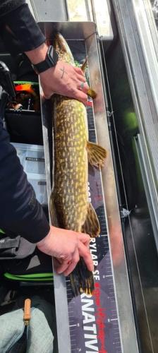 A picture of a Pike, caught by 20 Lake Fishing at 2022-05-08 15:58:07. The lure was a Other/Unknown from Westin Fishing.