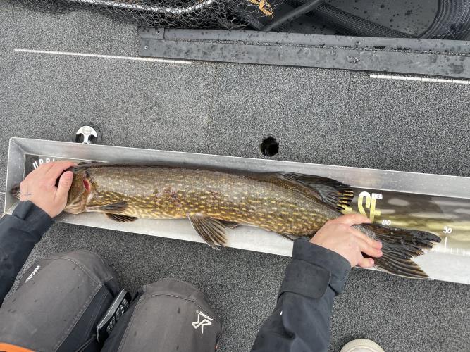 A picture of a Pike, caught by 362 Fishing Team at 2022-05-08 16:37:01. The lure was a Spinnerbait from Bandit Lures.