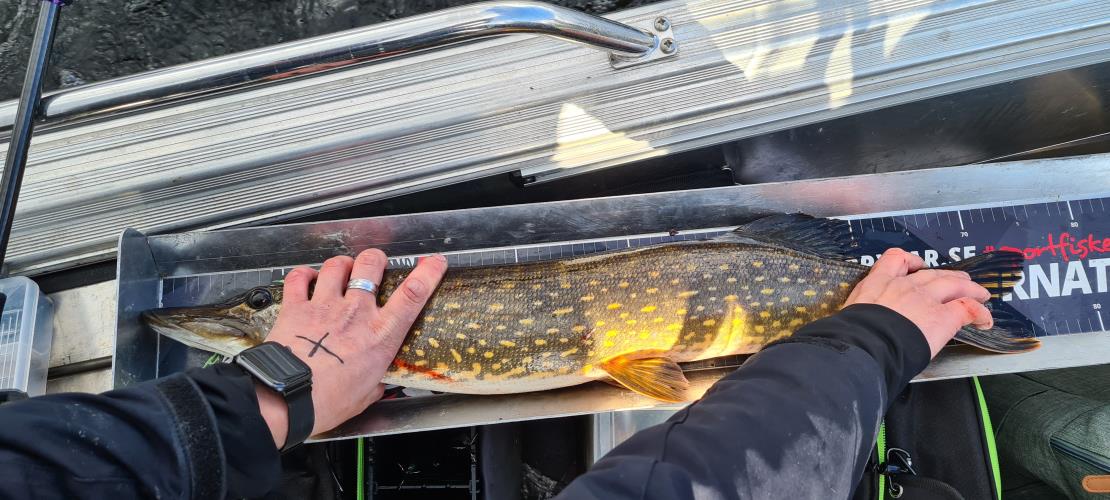 A picture of a Pike, caught by 20 Lake Fishing at 2022-05-08 16:42:46. The lure was a Jig (Perch & Zander Softbait) from Fox Rage.