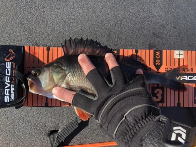 A picture of a Perch, caught by Hegge at 2022-05-15 08:47:38. The lure was a Jig (Perch & Zander Softbait) from Abu Garcia.