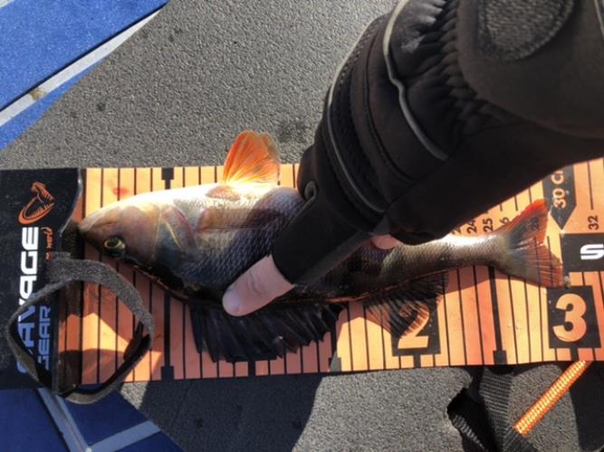 A picture of a Perch, caught by Hegge at 2022-05-15 09:12:29. The lure was a Jig (Perch & Zander Softbait) from Abu Garcia.