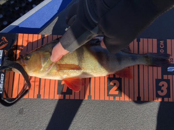 A picture of a Perch, caught by Hegge at 2022-05-15 10:31:19. The lure was a Jig (Perch & Zander Softbait) from Westin Fishing.