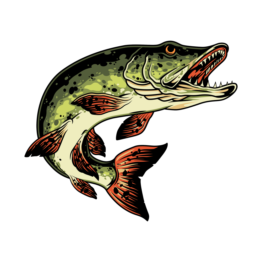 Illustration of a northern pike striking upward