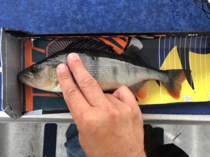 A picture of a Perch, caught by Hegge at 2022-08-08 15:55:04. The lure was a Chatterbait from Daiwa.