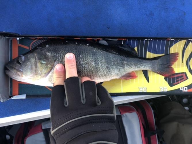 A picture of a Perch, caught by Hegge at 2022-08-10 05:38:40. The lure was a Chatterbait from Daiwa.