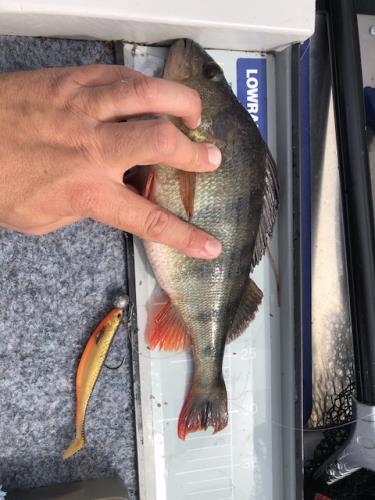 A picture of a Perch, caught by Hegge at 2023-07-29 11:45:42. The lure was a Jig (Perch & Zander Softbait) from Westin Fishing.