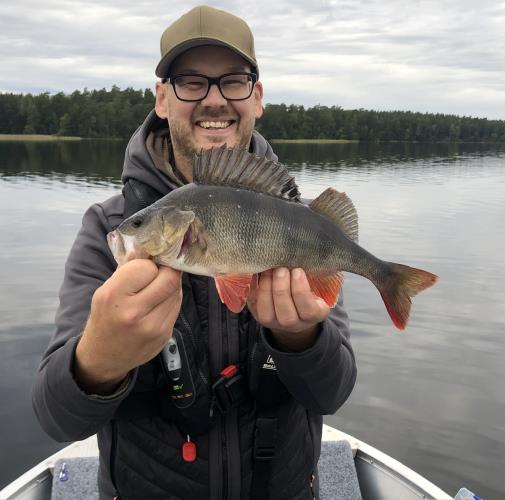 A picture of a Perch, caught by Hegge at 2023-08-30 18:25:19. The lure was a Spinnerbait from Westin Fishing.