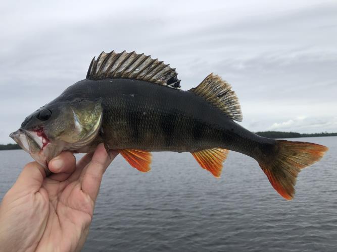 A picture of a Perch, caught by Hegge at 2023-09-03 17:02:13. The lure was a Jig (Perch & Zander Softbait) from Westin Fishing.