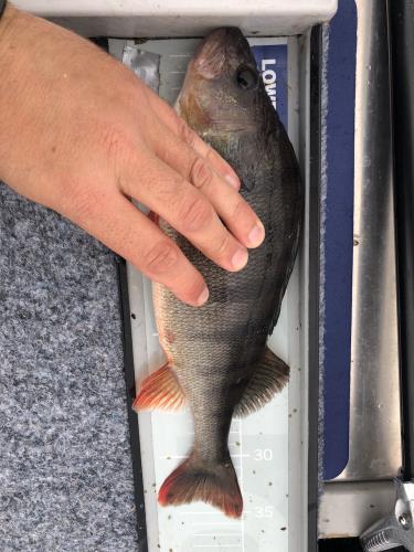 A picture of a Perch, caught by Hegge at 2023-09-03 17:20:32. The lure was a Jig (Perch & Zander Softbait) from Westin Fishing.