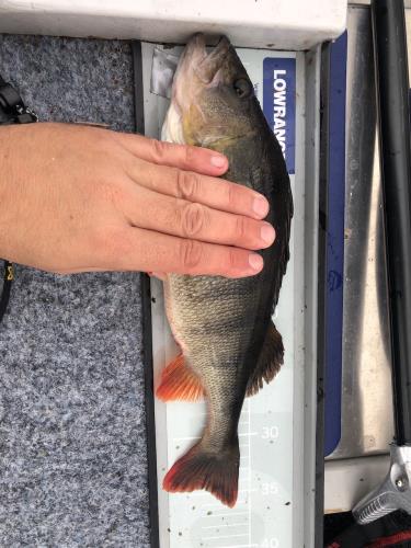 A picture of a Perch, caught by Hegge at 2023-09-03 17:24:04. The lure was a Jig (Perch & Zander Softbait) from Westin Fishing.