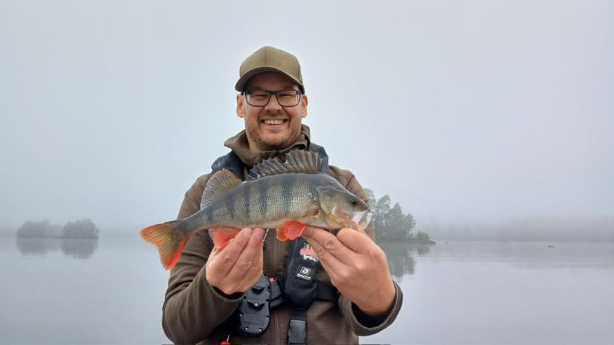 A picture of a Perch, caught by Hegge at 2023-09-11 09:09:30. The lure was a Jig (Perch & Zander Softbait) from Westin Fishing.