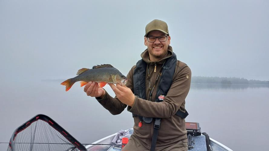 A picture of a Perch, caught by Hegge at 2023-09-11 09:44:22. The lure was a Jig (Perch & Zander Softbait) from Westin Fishing.