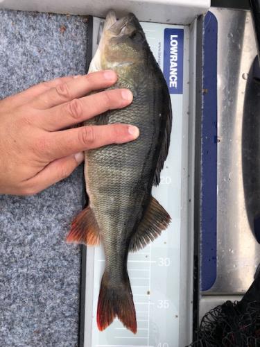 A picture of a Perch, caught by Hegge at 2023-09-11 10:48:51. The lure was a Jig (Perch & Zander Softbait) from Westin Fishing.