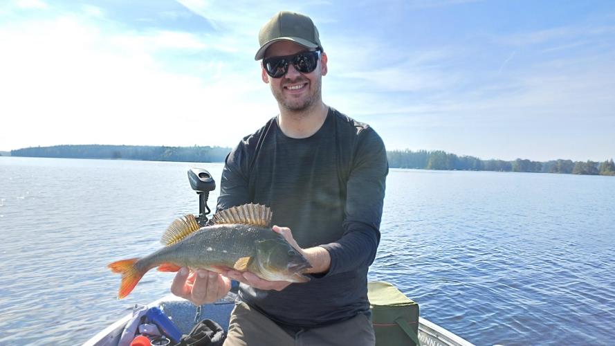 A picture of a Perch, caught by Hegge at 2023-09-11 13:24:05. The lure was a Jig (Perch & Zander Softbait) from Westin Fishing.