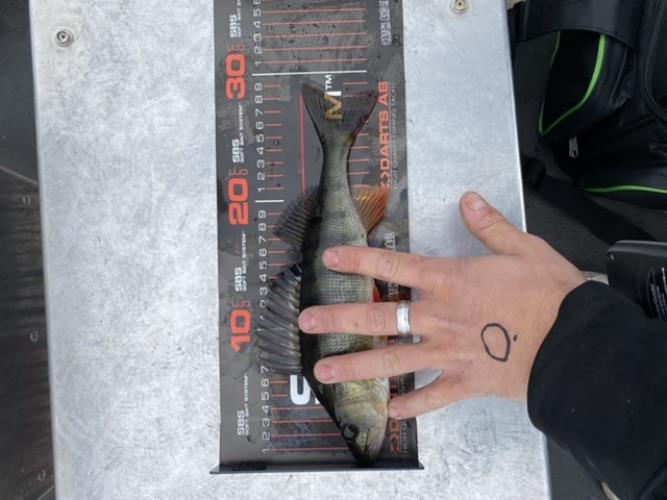 A picture of a Perch, caught by 20 Lake Fishing at 2022-06-19 11:43:53. The lure was a Jig (Perch & Zander Softbait) from Berkley.