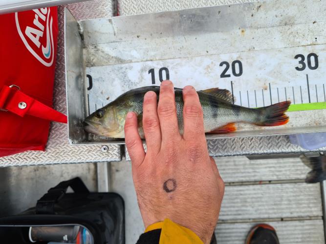 A picture of a Perch, caught by FishingInMax at 2022-06-19 11:50:40. The lure was a Crankbait from FKP-Gear.