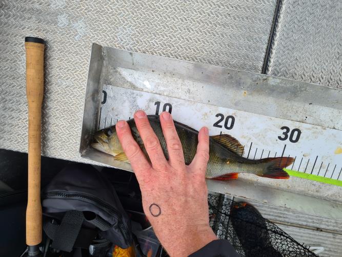 A picture of a Perch, caught by FishingInMax at 2022-06-19 14:29:51. The lure was a Crankbait from 13 Fishing.