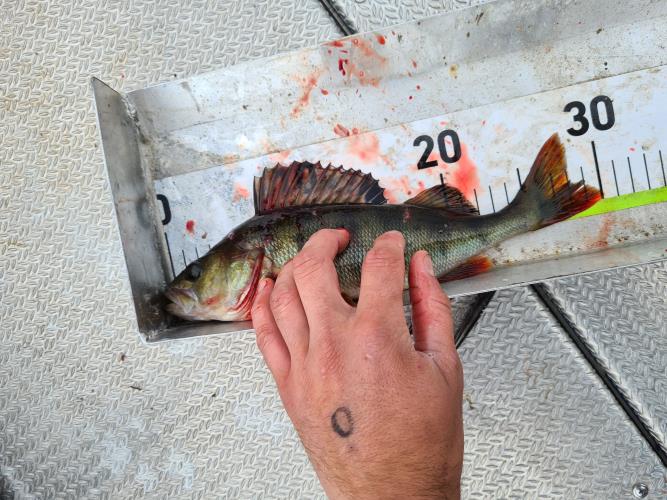 A picture of a Perch, caught by FishingInMax at 2022-06-19 14:31:08. The lure was a Poppers & Topwater Lure from Berkley.