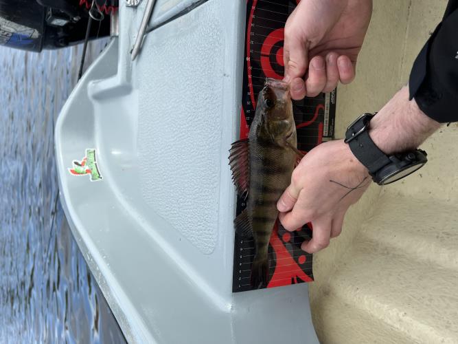 A picture of a Perch, caught by Team Slowly at 2022-05-08 10:21:21. The lure was a Poppers & Topwater Lure from 13 Fishing.