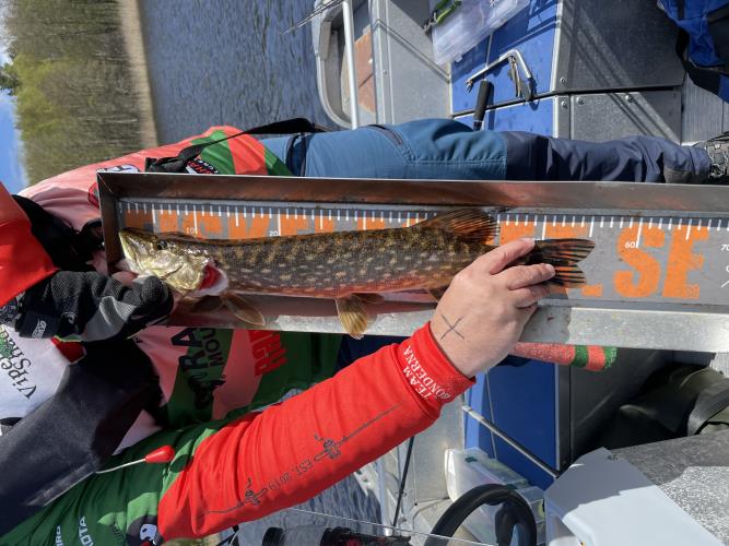 A picture of a Pike, caught by Bönderna at 2022-05-08 11:13:30. The lure was a Jig (Pike Softbait) from SvartZonker.