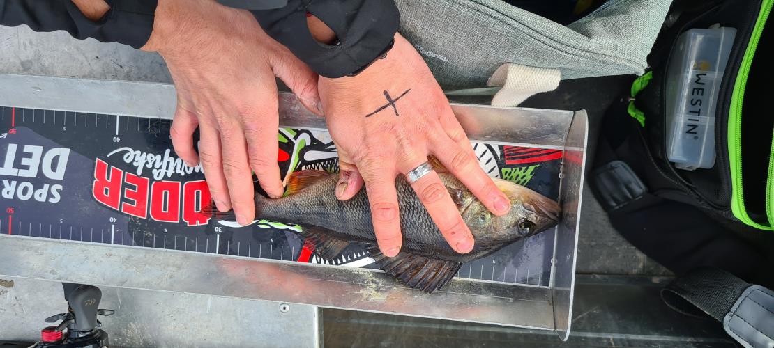 A picture of a Perch, caught by 20 Lake Fishing at 2022-05-08 11:35:56. The lure was a Jig (Shrimps & Crayfish) from Westin Fishing.